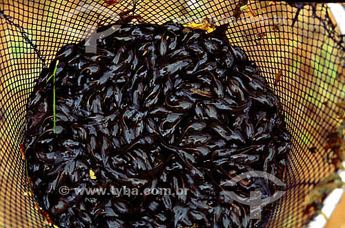  Girino - Larva de sapo ou rã 