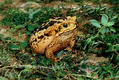  (Bufo marinus) Sapo Cururu 