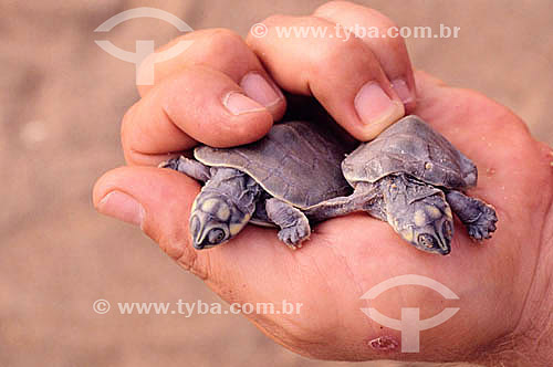  Mão segurando dois filhotes de tartaruga - Brasil 