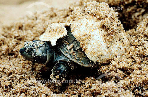  Nascimento - Filhote de tartaruga saindo do ovo - Brasil 