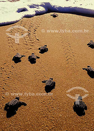  Filhotes de tartarugas marinhas - Projeto TAMAR - Brasil - junho/2004

 Programa Brasileiro de Conservação das Tartarugas Marinhas, coordenado pelo IBAMA. 