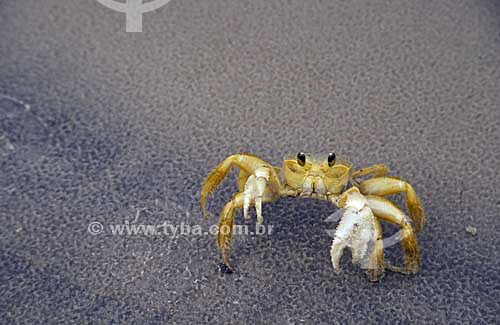  (Ocypode albicans) Caranguejo-da-areia ou Maria Farinha - Parque Nacional de Superagüi - Paraná - Brasil - Novembro de 1999  - Guaraqueçaba - Paraná - Brasil