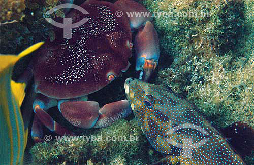  Caranguejo-do-coral (Carpilius corallinus) atacando um peixe no fundo do mar - Fernando de Noronha - PE - Brasil - dezembro 2006       
                            - Fernando de Noronha - Pernambuco - Brasil