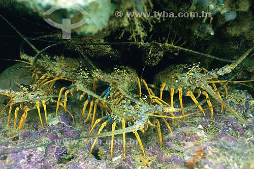  Lagostas (Panulirus argus) - espécie ocorrente em todo o litoral brasileiro - Brasil - dezembro 2006]       