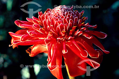  (Phaeomeria magnifica) - Bastão do Imperador - flor -  Mata Atlântica - Brasil 