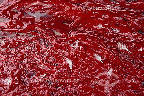  Sacrifício - Ritual religioso - Sangue e penas brancas de ave 