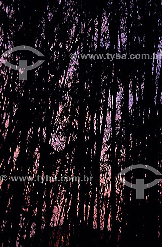  Efeito visual: bambus no Parque da Catacumba - Lagoa - Rio de Janeiro - RJ - Brasil  - Rio de Janeiro - Rio de Janeiro - Brasil