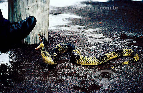  Ambiental - Animais - Cobra - Resgate de animais na inundação da construção da Hidroelétrica Balbina - AM - Brasil  - Presidente Figueiredo - Amazonas - Brasil