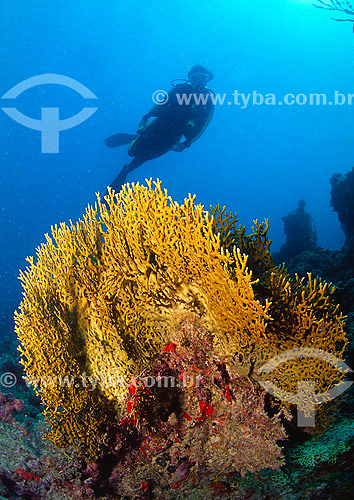  Corais em Abrólhos com mergulhador ao fundo - BA - Brasil - 2007  - Caravelas - Bahia - Brasil