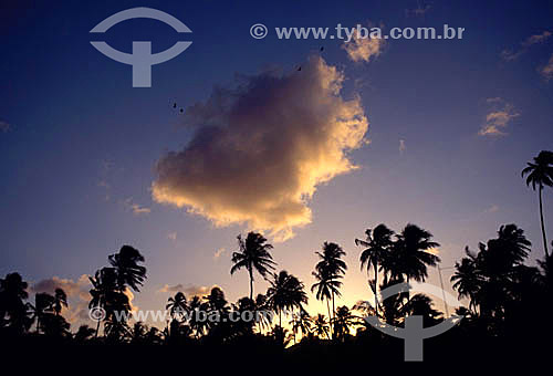  Silhueta de coqueiros ao pôr-do-sol - Maceió - AL - Brasil  - Maceió - Alagoas - Brasil