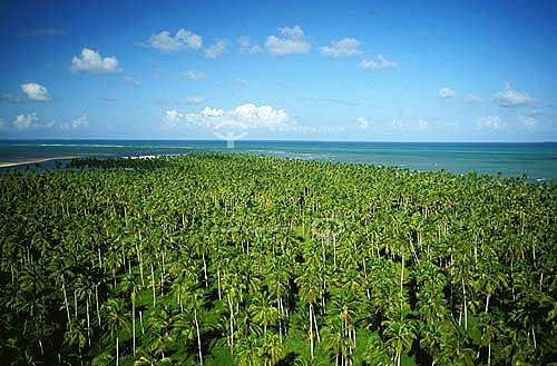  Vista aérea do litoral de Alagoas com praia e coqueiros em primeiro plano - Brasil  - Maceió - Alagoas - Brasil