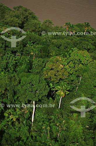  Imagem aérea da floresta amazônica nas margens do rio Amazonas - Município do Mazagão - AP - Brasil  - Mazagão - Amapá - Brasil