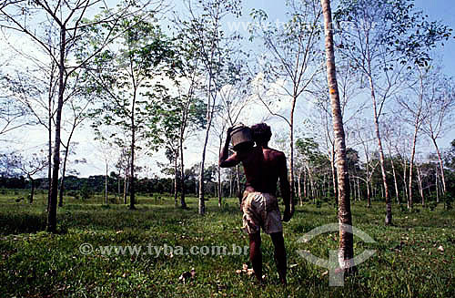  (Hevea brasiliensis) Seringueiro em meio a um seringal, árvores com marcas de corte para extração de látex para produção posterior de borracha - Amazônia - Brasil 