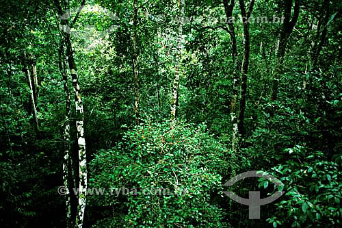  Floresta Amazonica / Data: 1995 