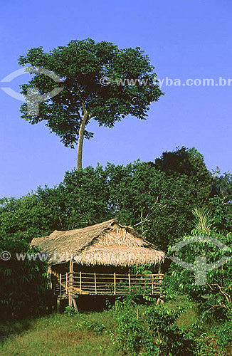  Castanheira e habitação tradicional de palha - Amazônia - AM - julho de 2001 - Brasil  - Amazonas - Brasil