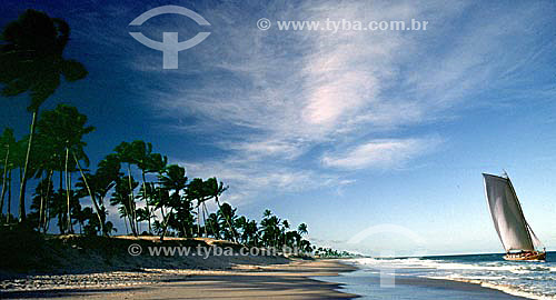  Praia de Itapoa com coqueiros e saveiro - Salvador - Bahia - Brasil  - Salvador - Bahia - Brasil