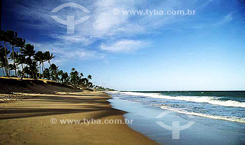  Praia de Itapoa com coqueiros - Salvador - Bahia - Brasil



  - Salvador - Bahia - Brasil