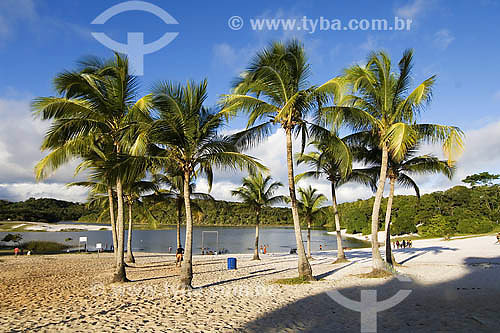  Parque Metropolitano da Lagoa e Dunas do Abaeté - BA - Brasil  - Salvador - Bahia - Brasil