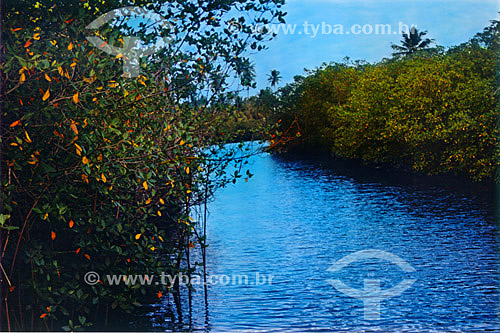  Paisagem - Mar azul entre árvores - Praia do Forte - Linha Verde - Costa dos Coqueiros - norte da Bahia - Brasil  - Porto Seguro - Bahia - Brasil