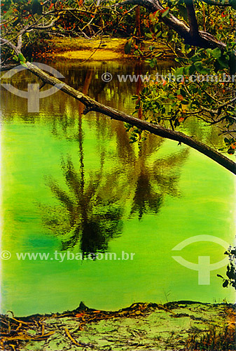  Paisagem - Coqueiros refletidos em água verde - Mata de São João - Linha Verde - Costa dos Coqueiros - norte da Bahia - Brasil  - Porto Seguro - Bahia - Brasil