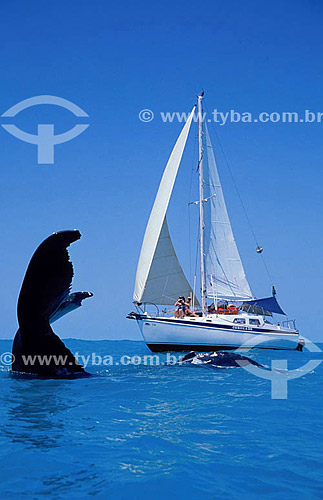  Cauda de Baleia Jubarte ao lado de barco à vela - Arquipélago de Abrolhos  - Costa das Baleias - litoral sul da Bahia - Brasil / Data: 2007

  O Parque Nacional Marinho de Abrolhos foi criado em 6 de abril de 1983.
 