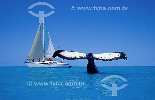  Cauda de Baleia Jubarte ao lado de barco à vela - Arquipélago de Abrolhos  - Costa das Baleias - litoral sul da Bahia - Brasil / Data: 2007

  O Parque Nacional Marinho de Abrolhos foi criado em 6 de abril de 1983. 