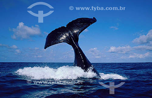  Cauda de Baleia Jubarte - Arquipélago de Abrolhos  - Costa das Baleias - litoral sul da Bahia - Brasil / Data: 2007

  O Parque Nacional Marinho de Abrolhos foi criado em 6 de abril de 1983. 