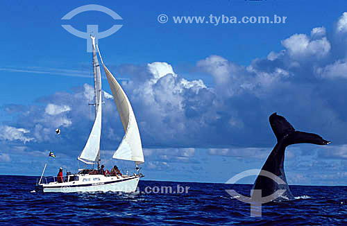  Cauda de Baleia Jubarte ao lado de barco à vela - Arquipélago de Abrolhos  - Costa das Baleias - litoral sul da Bahia - Brasil / Data: 2007

  O Parque Nacional Marinho de Abrolhos foi criado em 6 de abril de 1983.

 