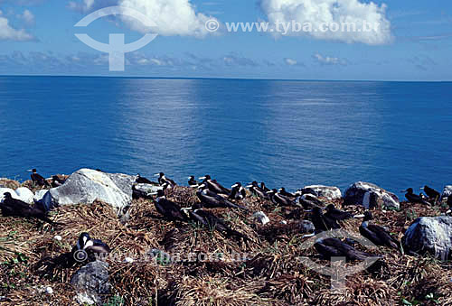  Ninho de Caravelas - Arquipélago de Abrolhos  - Costa das Baleias - litoral sul da Bahia - Brasil

  O Parque Nacional Marinho de Abrolhos foi criado em 6 de abril de 1983.  - Caravelas - Bahia - Brasil