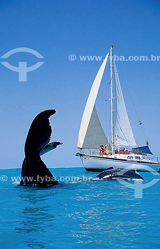  Cauda de Baleia Jubarte ao lado de barco à vela - Abrolhos  - Costa das Baleias - litoral sul da Bahia - Brasil / Data: 2007

  O Parque Nacional Marinho de Abrolhos foi criado em 6 de abril de 1983. 