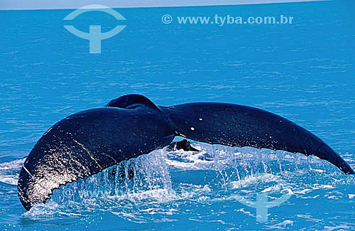  Cauda de Baleia Jubarte - Abrolhos  - Costa das Baleias - Costa das Baleias - litoral sul da Bahia - Brasil / Data: 2007
  O Parque Nacional Marinho de Abrolhos foi criado em 6 de abril de 1983.

 