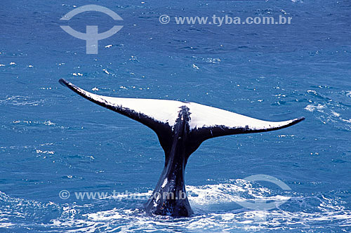  Cauda de Baleia Jubarte - Abrolhos  - Costa das Baleias - litoral sul da Bahia  - Caravelas - Bahia - Brasil