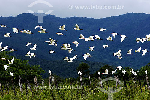  Aves levantando vôo - Santa Terezinha - BA - Brasil  - Santa Terezinha - Bahia - Brasil