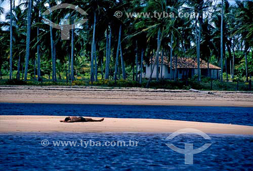  Homem deitado em praia com coqueiros e casa ao fundo - Caraíva - Bahia - Brasil  - Porto Seguro - Bahia - Brasil