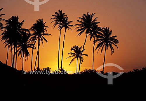  Silhuetas de coqueiros ao nascer do sol - Jericoacoara - CE - Brasil  - Jijoca de Jericoacoara - Ceará - Brasil