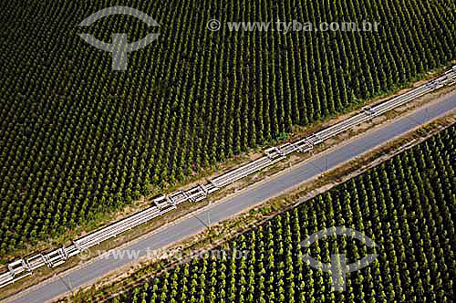  Plantação de Eucalipto com tubulação de gás - Norte do Espírito Santo - Nov.2006  - Espírito Santo - Brasil