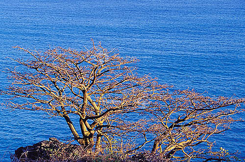  Árvore no Forte do Boldré - Fernando de Noronha  - PE - Brasil

  O arquipélago Fernando de Noronha é Patrimônio Mundial pela UNESCO desde 16-12-2001.  - Fernando de Noronha - Pernambuco - Brasil