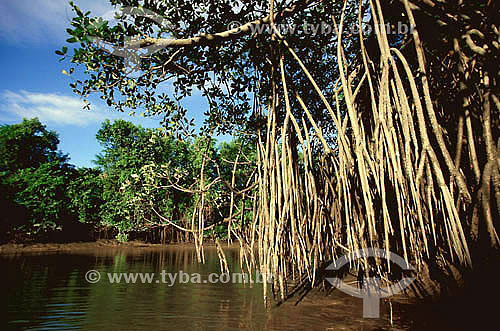  (Rhizophora mangle) Mangue-vermelho - Ilha de Marajó - Pará - Brasil
  - Belém - Pará - Brasil