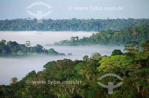  Assunto: Floresta amazônica de terra firme - Serra dos Carajás - Amazônia / Local: Pará (PA) - Brasil / Data: 2008 