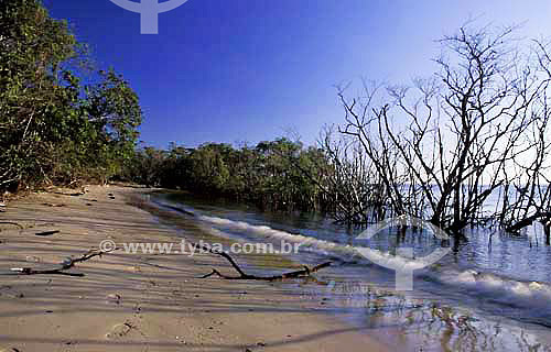  Praia e Manguezal - Nova Brasília - Ilha do Mel - Paraná - Brasil - Agosto de 2000  - Paranaguá - Paraná - Brasil