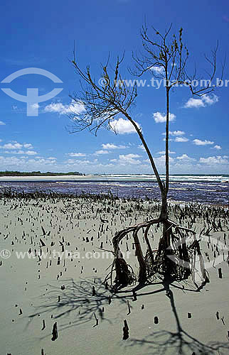  Praia deserta - Mangue - Ilha de Superagüi - Paraná - Brazil / Data: 12/1997 