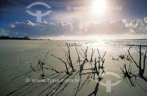 Praia deserta - Mangue - Ilha de Superagüi - Paraná - Brasil / Data: 12/1997 