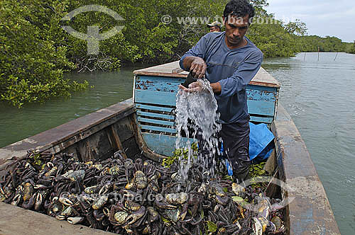  Catadores de carangueijos em um barco no delta do rio Parnaiba - Piauí - Fevereiro 2006  - Piauí - Brasil