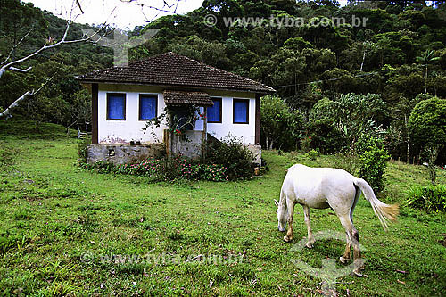  Cavalo pastando em frente a pequena casa em Visconde de Mauá - RJ - Brasil - Data: Fevereiro 2008 