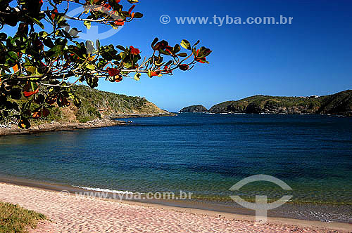  Praia do Forno com galhos de árvore em primeiro plano - Búzios - Região dos Lagos - Litoral norte do Rio de Janeiro - Brazil                               - Armação dos Búzios - Rio de Janeiro - Brasil