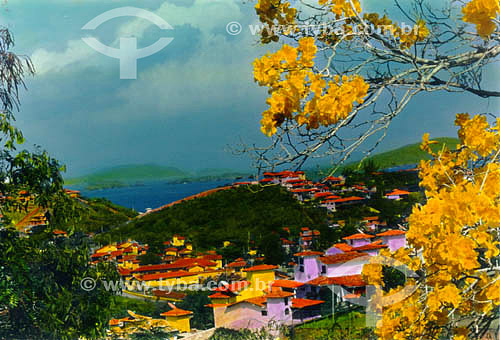  Paisagem com árvore florida e casas coloridas  - Armação dos Búzios - Rio de Janeiro - Brasil