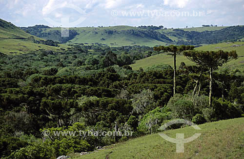  Serra Gaúcha - Vale das Antas - Flores da Cunha - RS - Brasil  - Flores da Cunha - Rio Grande do Sul - Brasil