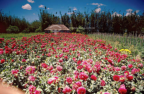  Campo de flores e cabana na Ilha dos Marinheiros  - Rio Grande - Rio Grande do Sul (RS) - Brasil