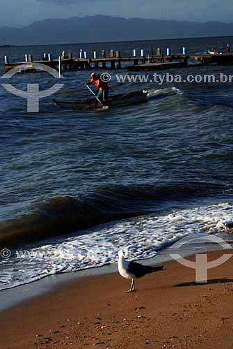  (Larus dominicanus) Gaivota em primeiro plano com pescador em pequeno barco e pier ao fundo - Florianópolis - Santa Catarina - Brasil  - Florianópolis - Santa Catarina - Brasil