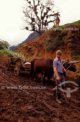  Colonos de origem alemã em Pomerode (SC):  agricultor conduz parelha de bois - Pomerode - SC - Brasil  - Pomerode - Santa Catarina - Brasil